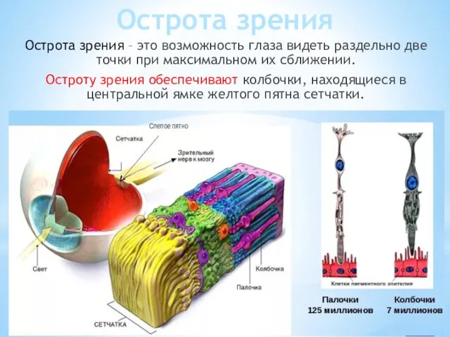 Острота зрения Острота зрения – это возможность глаза видеть раздельно две