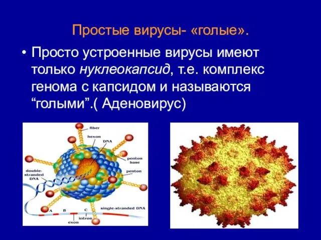 Простые вирусы- «голые». Просто устроенные вирусы имеют только нуклеокапсид, т.е. комплекс