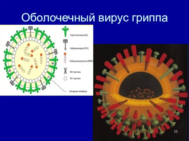 Оболочечный вирус гриппа