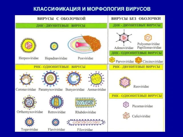 КЛАССИФИКАЦИЯ И МОРФОЛОГИЯ ВИРУСОВ