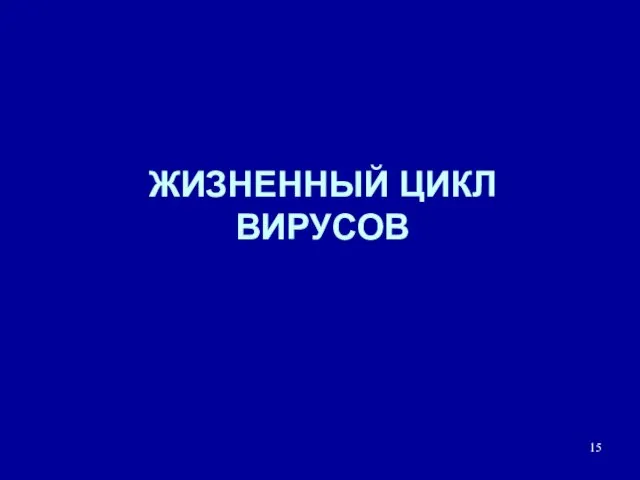 ЖИЗНЕННЫЙ ЦИКЛ ВИРУСОВ