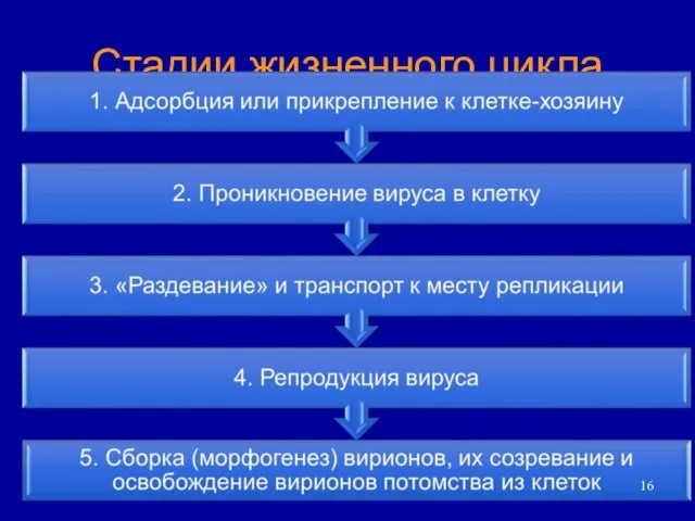 Стадии жизненного цикла