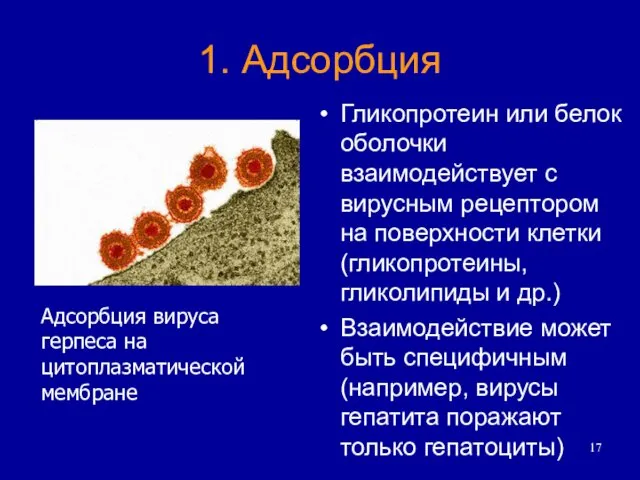 1. Адсорбция Гликопротеин или белок оболочки взаимодействует с вирусным рецептором на