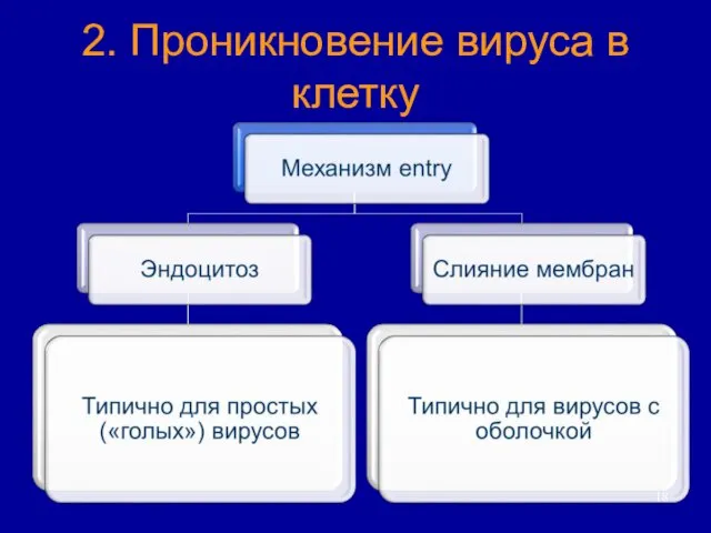 2. Проникновение вируса в клетку