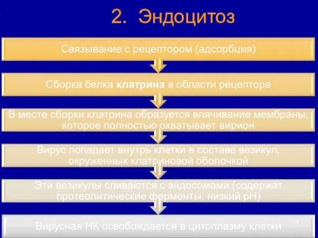 2. Эндоцитоз