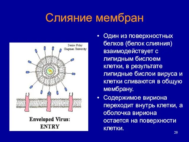 Один из поверхностных белков (белок слияния) взаимодействует с липидным бислоем клетки,