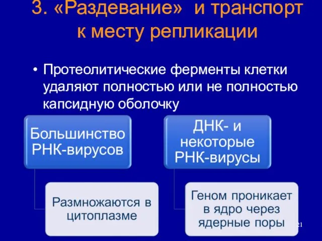 3. «Раздевание» и транспорт к месту репликации Протеолитические ферменты клетки удаляют