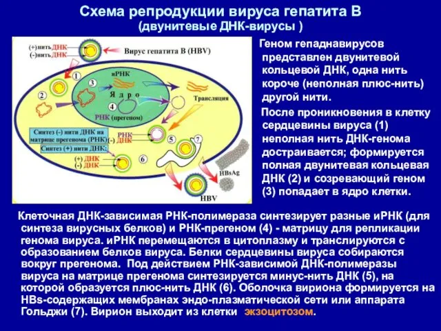 Схема репродукции вируса гепатита В (двунитевые ДНК-вирусы ) Клеточная ДНК-зависимая РНК-полимераза