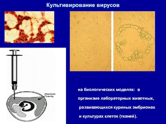 Культивирование вирусов на биологических моделях: в организме лабораторных животных, развивающихся куриных эмбрионах и культурах клеток (тканей).