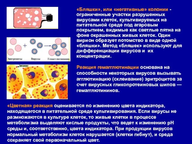 «Бляшки», или «негативные» колонии - ограниченные участки разрушенных вирусами клеток, культивируемых