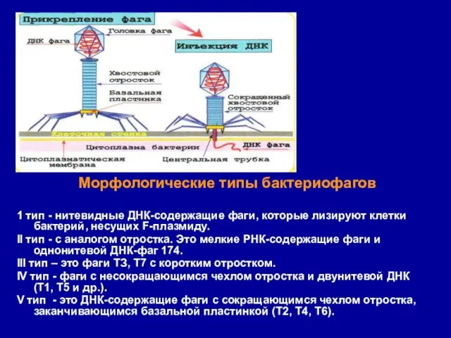 Морфологические типы бактериофагов 1 тип - нитевидные ДНК-содержащие фаги, которые лизируют