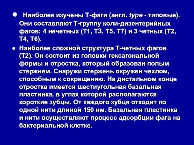 ● Наиболее изучены Т-фаги (англ. type - типовые). Они со­ставляют Т-группу