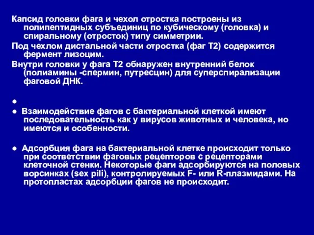 Капсид головки фага и чехол отростка построены из полипептидных субъединиц по