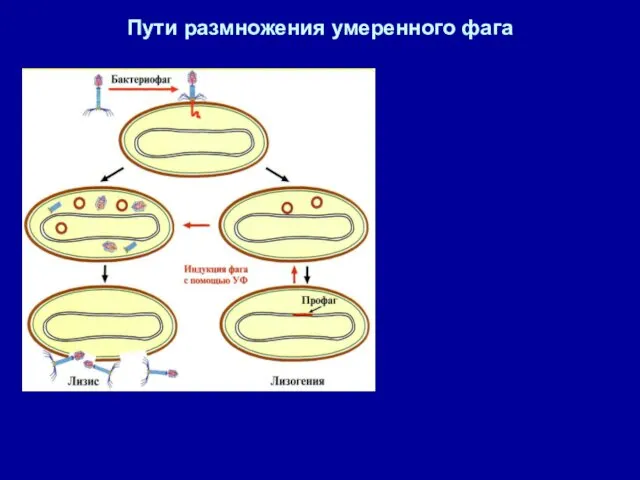 Пути размножения умеренного фага