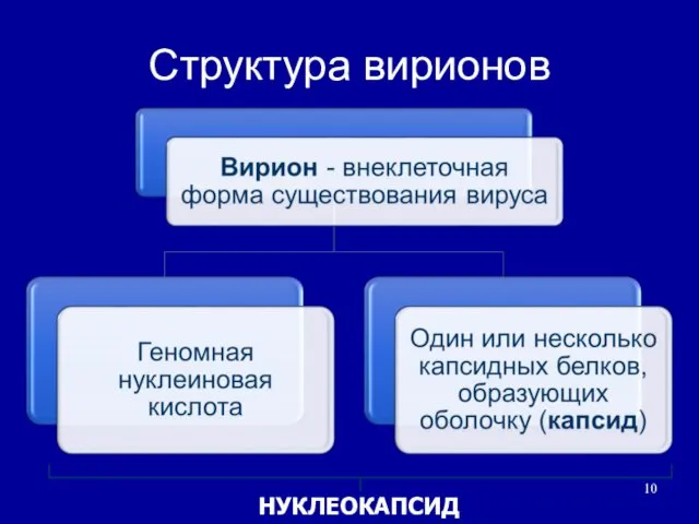 Структура вирионов НУКЛЕОКАПСИД