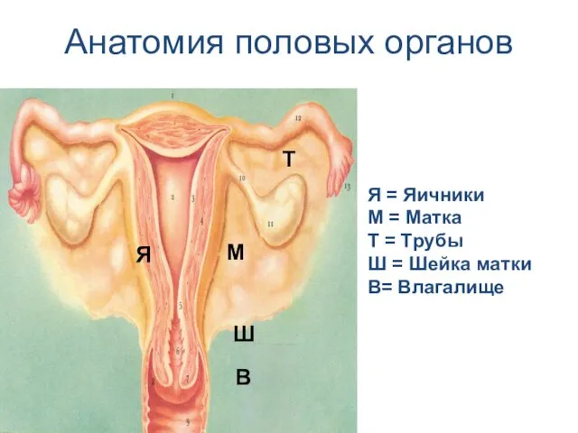 Анатомия половых органов Я В М T Ш Я = Яичники