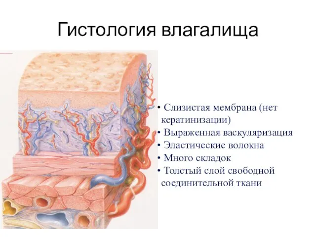 Гистология влагалища Слизистая мембрана (нет кератинизации) Выраженная васкуляризация Эластические волокна Много