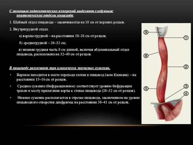 С помощью эндоскопических измерений выделяют следующие анатомические отделы пищевода. 1. Шейный