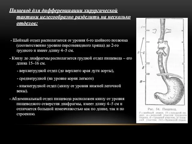 Пищевод для дифференциации хирургической тактики целесообразно разделить на несколько отделов: -