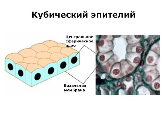 Кубический эпителий