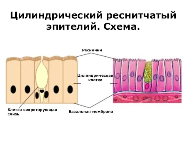 Цилиндрический реснитчатый эпителий. Схема.