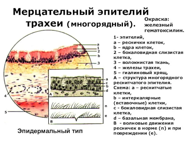 Мерцательный эпителий трахеи (многорядный). 1- эпителий, а – реснички клеток, b