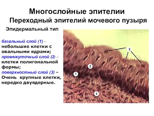 Многослойные эпителии Переходный эпителий мочевого пузыря базальный слой (1) – небольшие