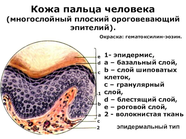 Кожа пальца человека (многослойный плоский ороговевающий эпителий). 1- эпидермис, a –