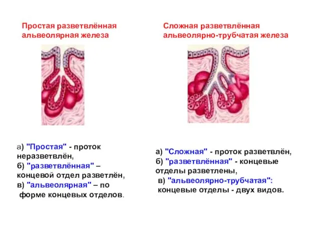 Простая разветвлённая альвеолярная железа а) "Простая" - проток неразветвлён, б) "разветвлённая"