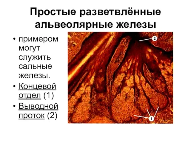 Простые разветвлённые альвеолярные железы примером могут служить сальные железы. Концевой отдел (1) Выводной проток (2)