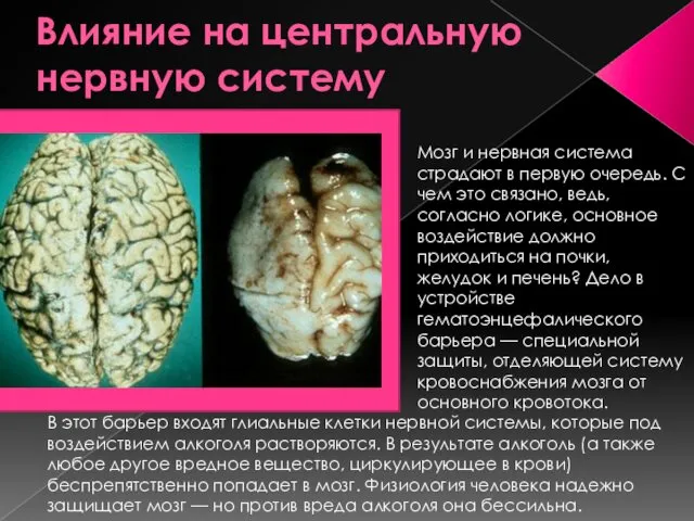 Влияние на центральную нервную систему Мозг и нервная система страдают в