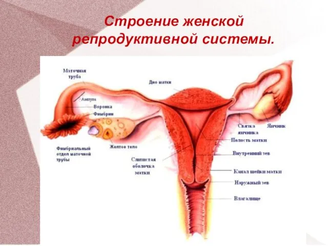 Строение женской репродуктивной системы.