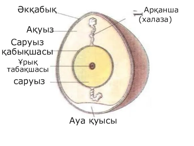 Ауа қуысы Арқанша (халаза) Ақуыз Әкқабық Ұрық табақшасы Саруыз қабықшасы саруыз