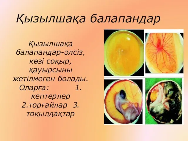 Қызылшақа балапандар Қызылшақа балапандар-әлсіз,көзі соқыр,қауырсыны жетілмеген болады. Оларға: 1.кептерлер 2.торғайлар 3.тоқылдақтар