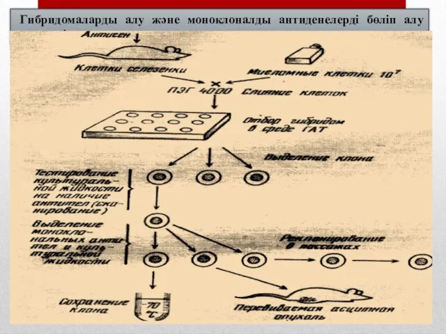 Гибридомаларды алу және моноклоналды антиденелерді бөліп алу кестесі