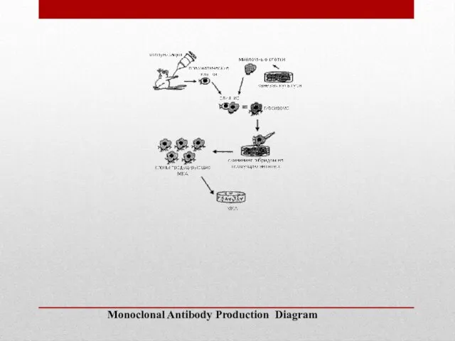 Monoclonal Antibody Production Diagram