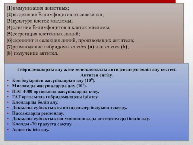 (1)иммунизация животных; (2)выделение В-лимфоцитов из селезенки; (3)культура клеток миеломы; (4)слияние В-лимфоцитов