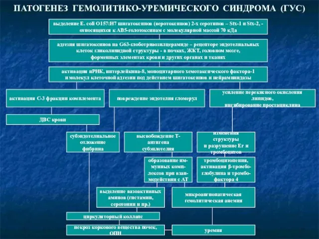 ПАТОГЕНЕЗ ГЕМОЛИТИКО-УРЕМИЧЕСКОГО СИНДРОМА (ГУС) выделение E. coli О157:Н7 шигатоксинов (веротоксинов) 2-х