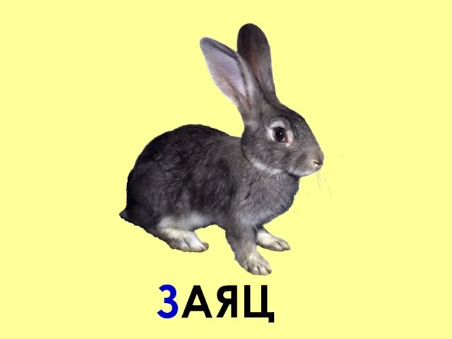 ЗАЯЦ