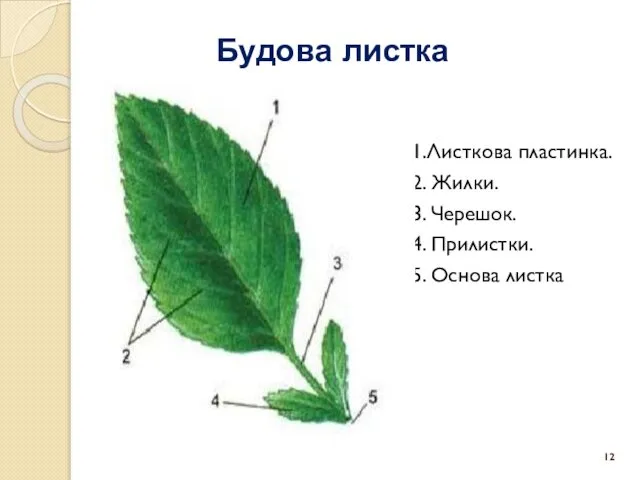 Будова листка 1.Листкова пластинка. 2. Жилки. 3. Черешок. 4. Прилистки. 5. Основа листка