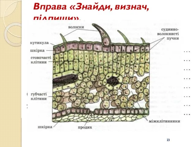 Вправа «Знайди, визнач, підпиши».