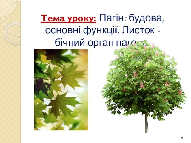 Тема уроку: Пагін: будова, основні функції. Листок - бічний орган пагона.