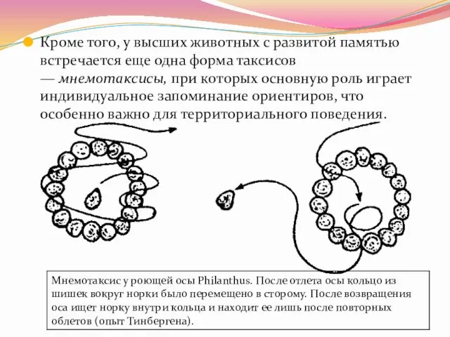 Кроме того, у высших животных с развитой памятью встречается еще одна