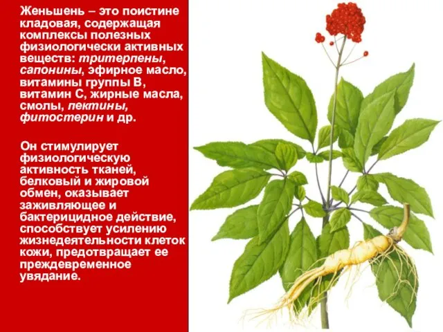 Женьшень – это поистине кладовая, содержащая комплексы полезных физиологически активных веществ: