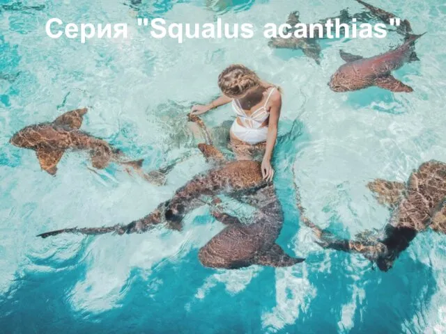 Серия "Squalus acanthias"