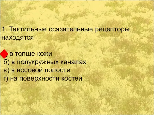 1. Тактильные осязательные рецепторы находятся а) в толще кожи б) в