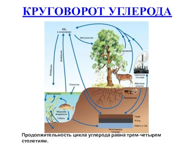 Продолжительность цикла углерода равна трем-четырем столетиям. КРУГОВОРОТ УГЛЕРОДА