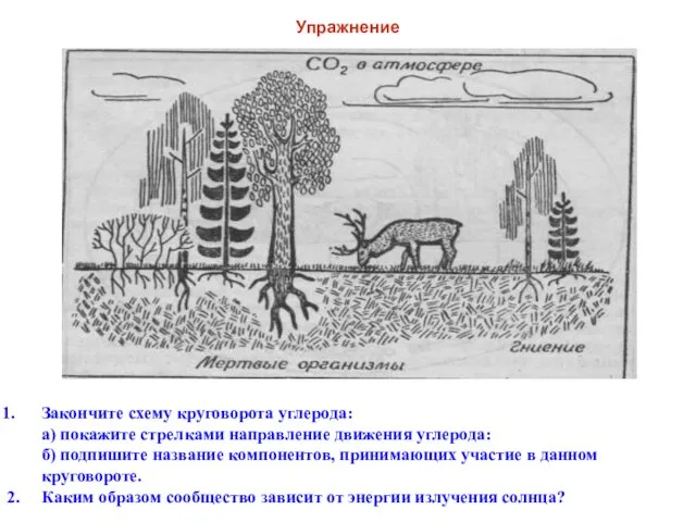 Упражнение Закончите схему круговорота углерода: а) покажите стрелками направление движения углерода: