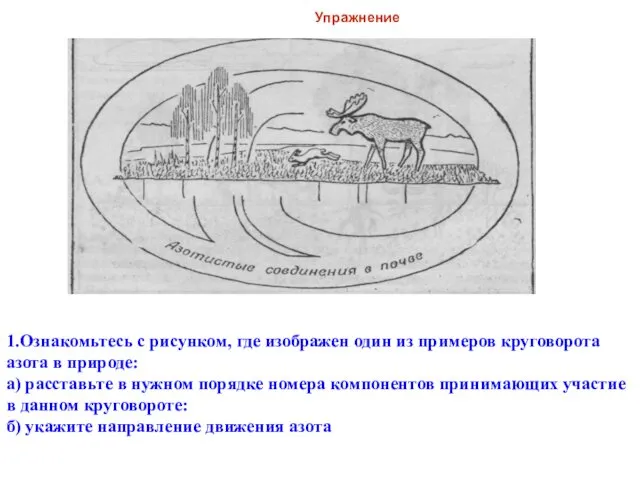 Упражнение 1.Ознакомьтесь с рисунком, где изображен один из примеров круговорота азота