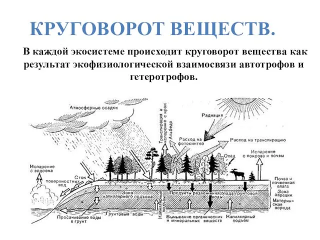 В каждой экосистеме происходит круговорот вещества как результат экофизиологической взаимосвязи автотрофов и гетеротрофов. КРУГОВОРОТ ВЕЩЕСТВ.